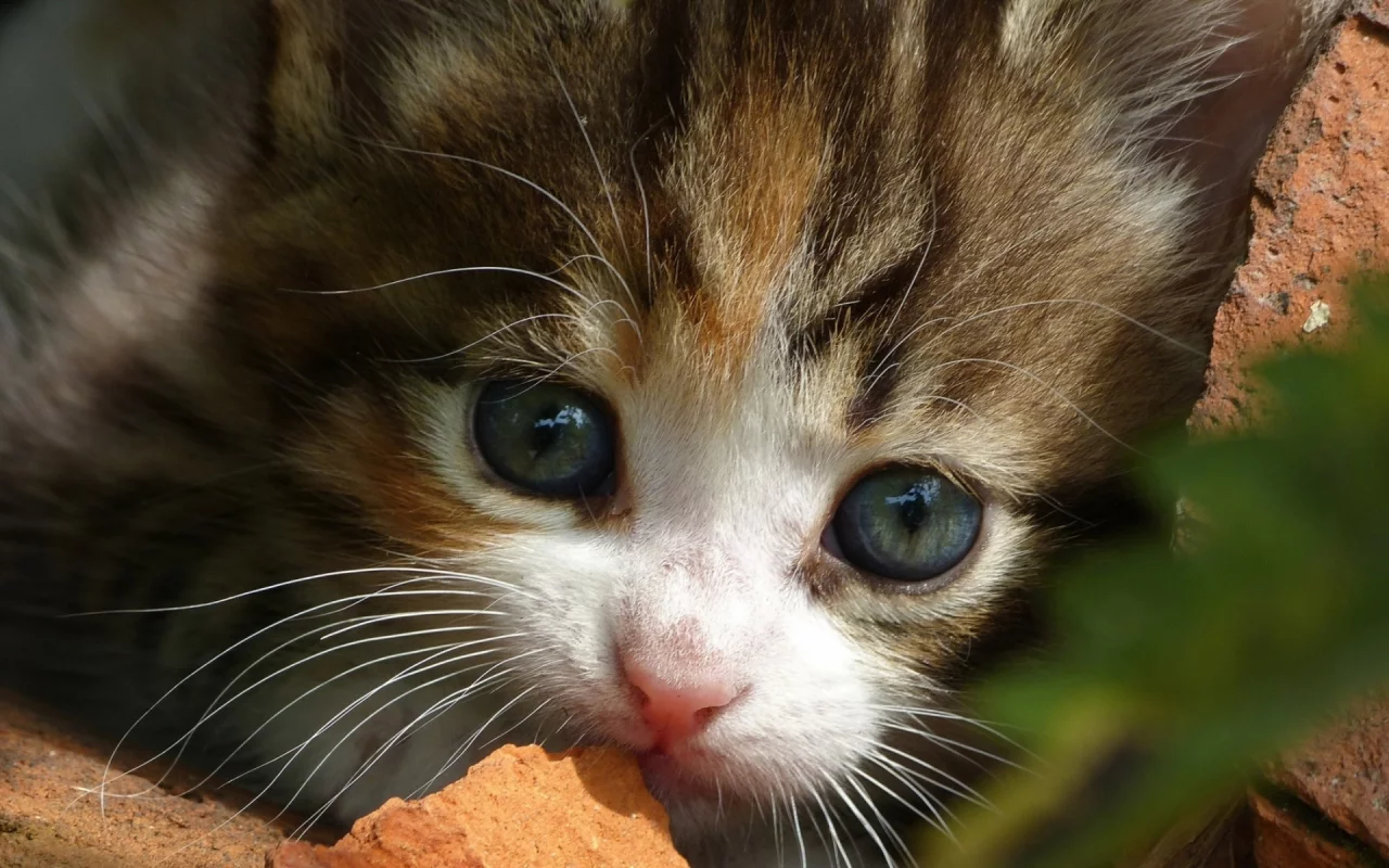 котёнок, маленький