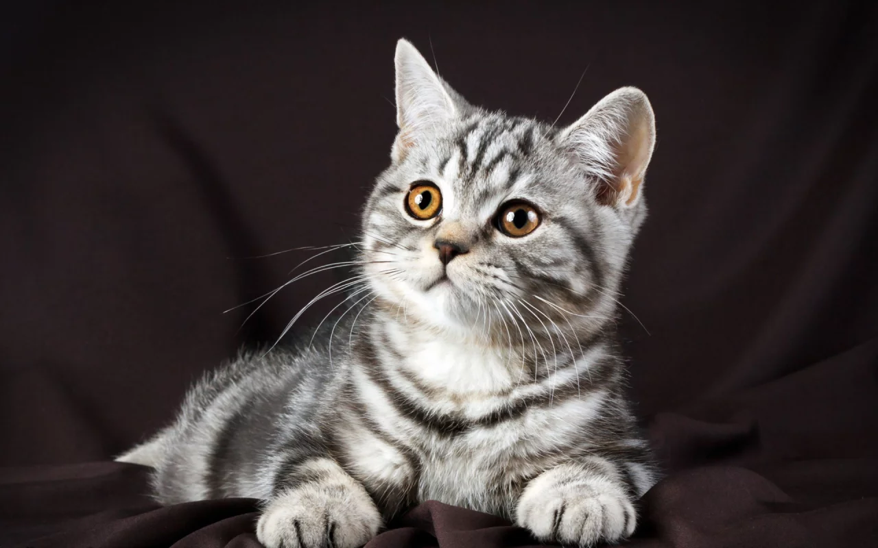 кот, взгляд