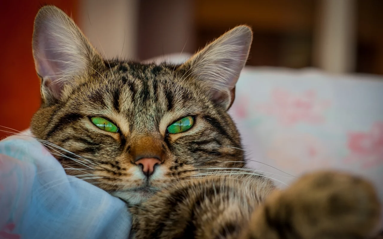 кот, взгляд, усы