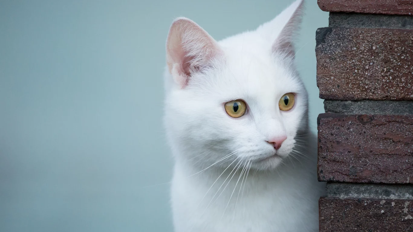 кошка, животные, взгляд