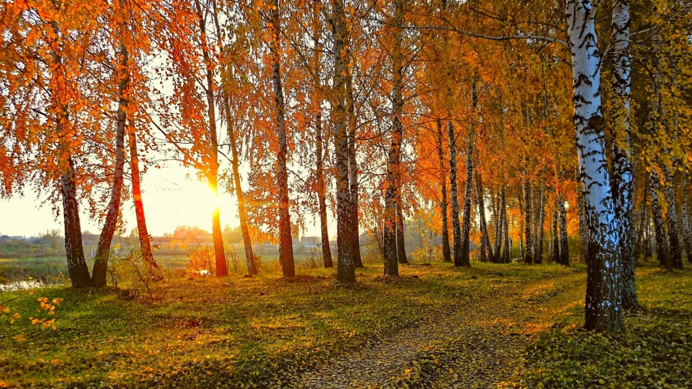 лес, осень, закат