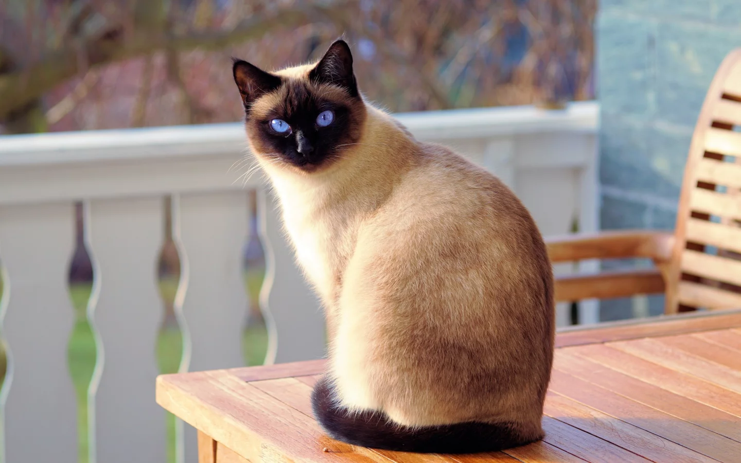 кошка, животные, взгляд