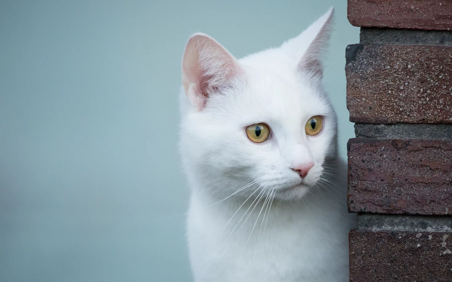 кошка, животные, взгляд