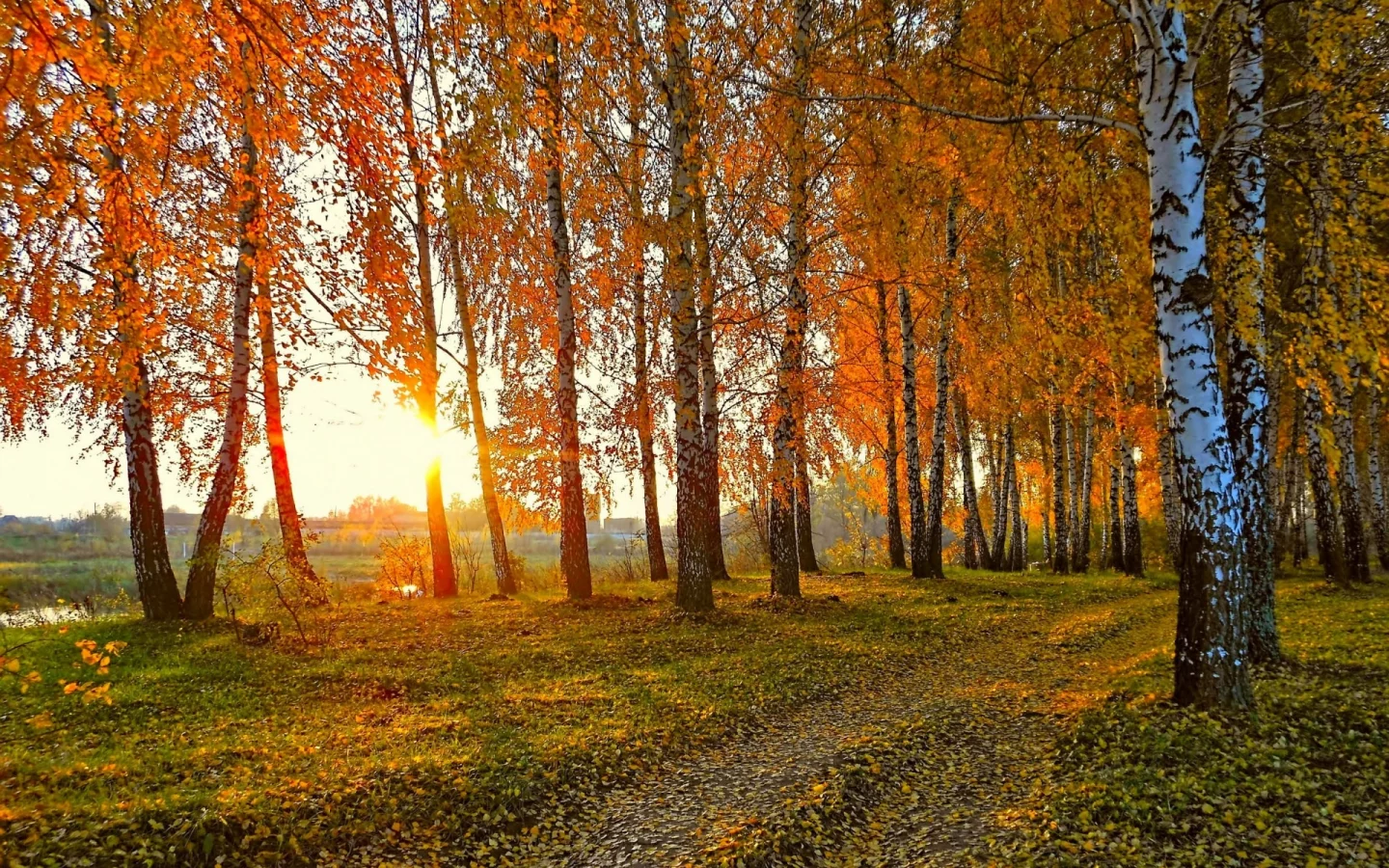 лес, осень, закат