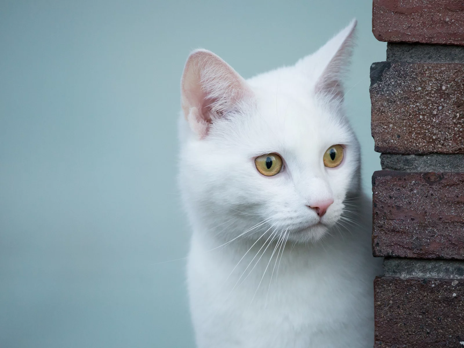 кошка, животные, взгляд