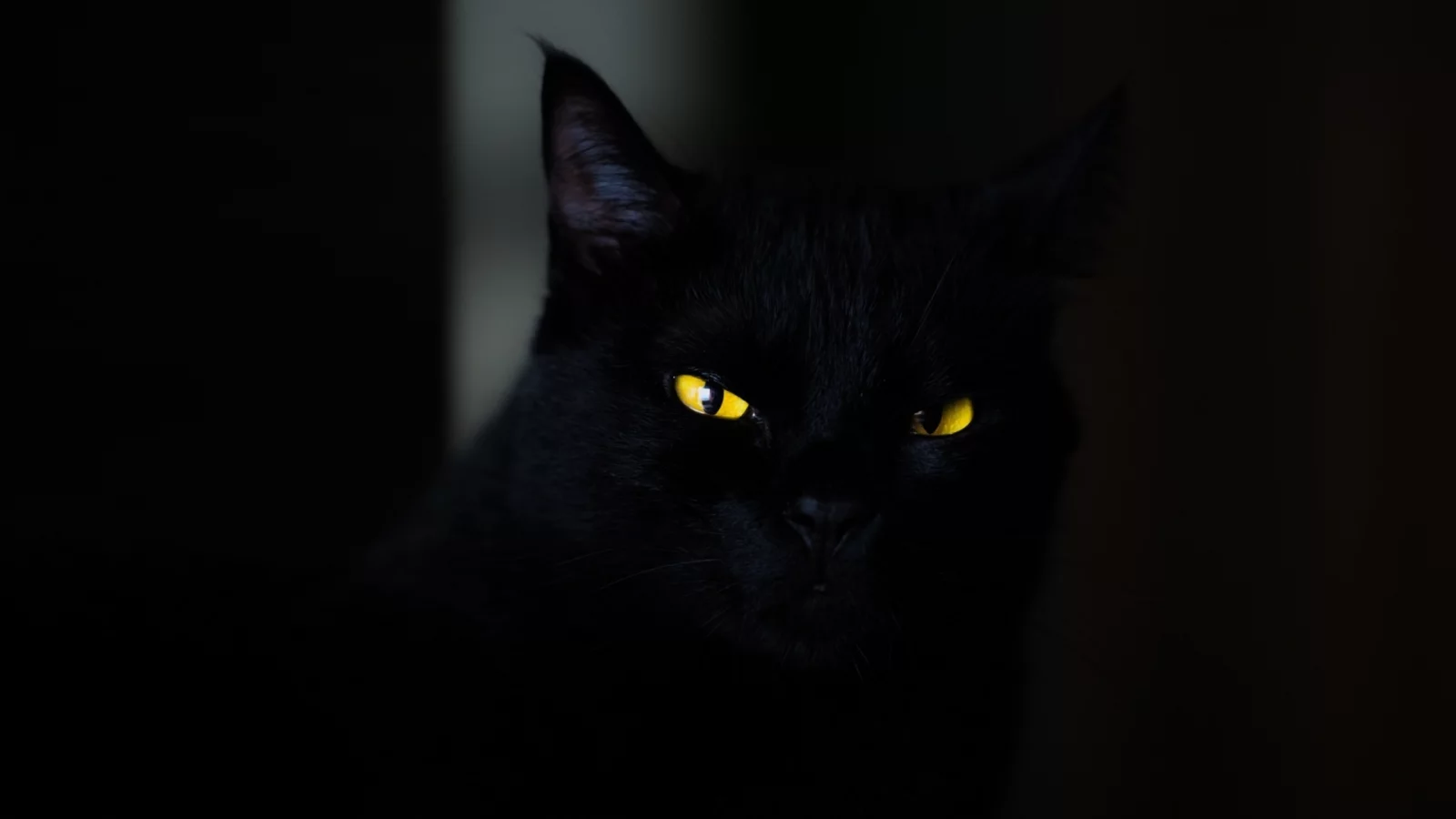 кот чёрный, взгляд, глаза