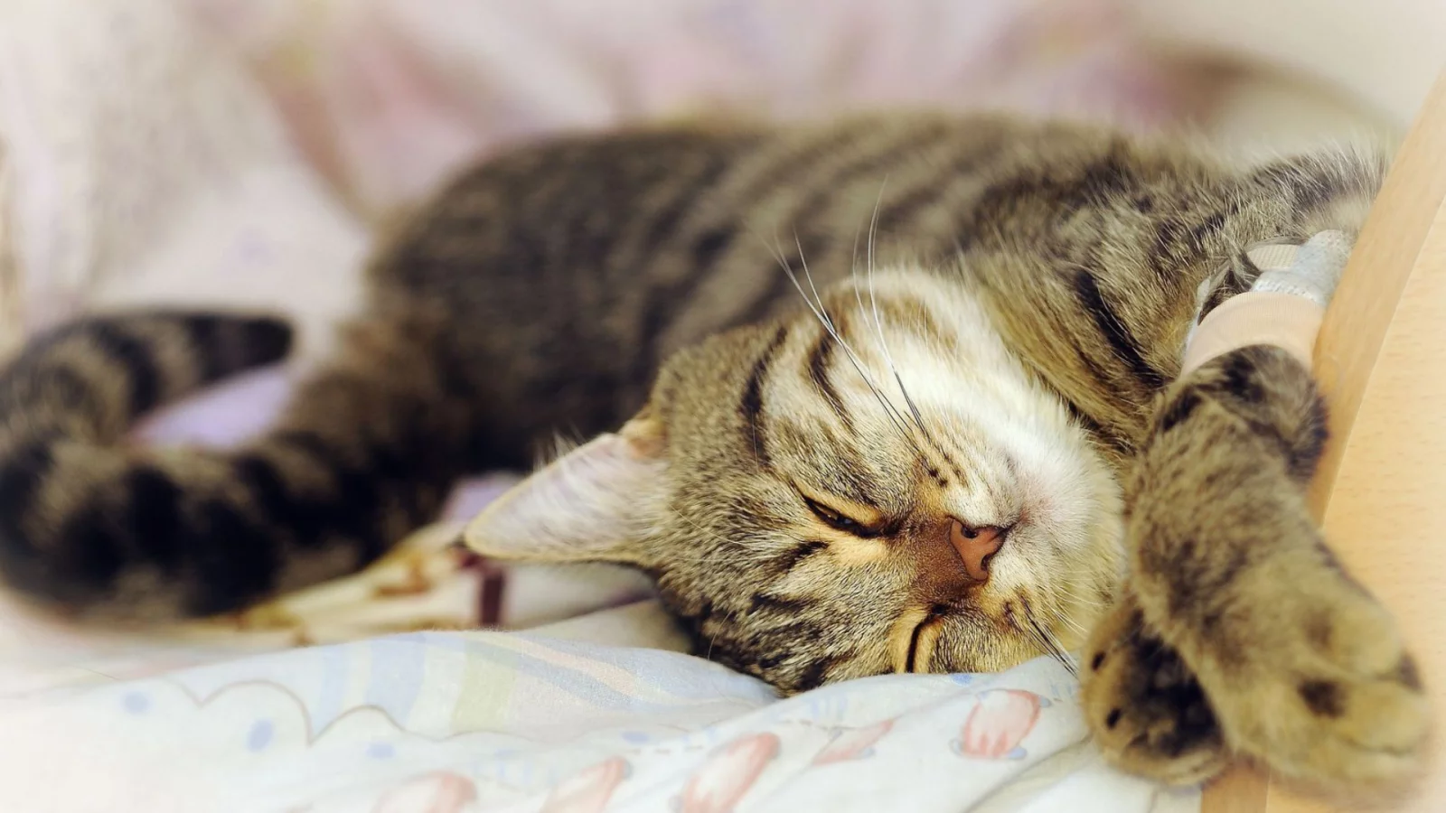 кот, спит