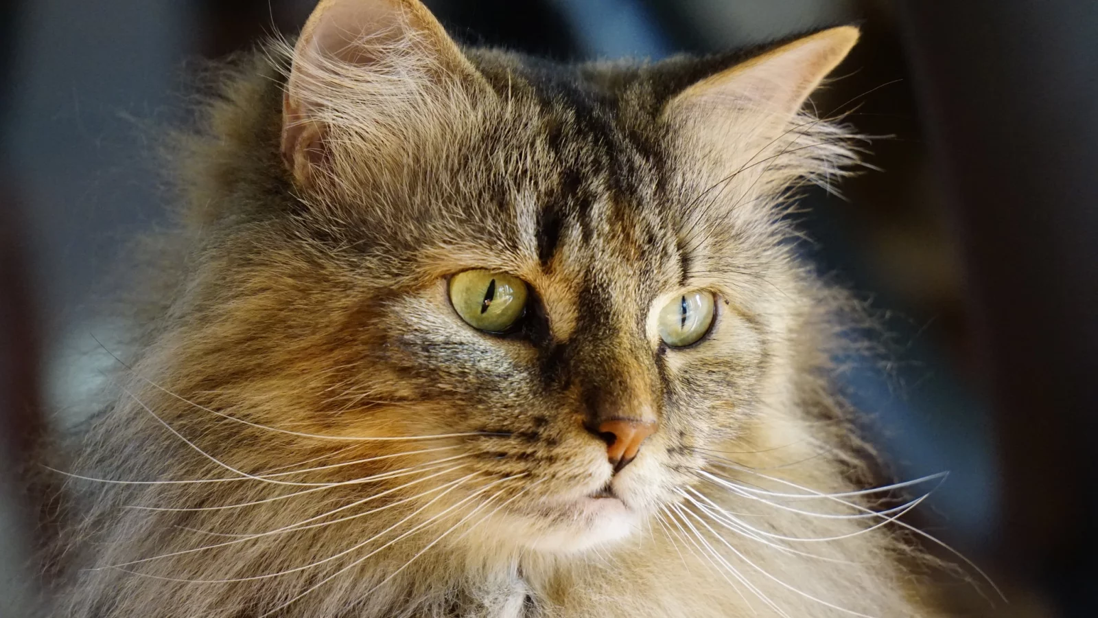 кошка, кот, коте