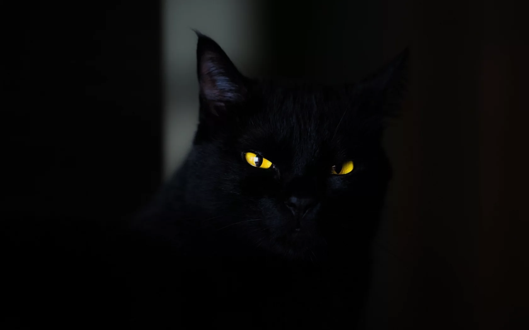 кот чёрный, взгляд, глаза