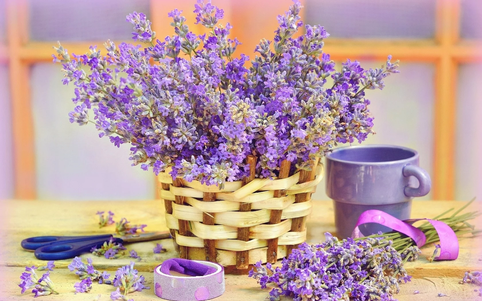 лаванда, цветы