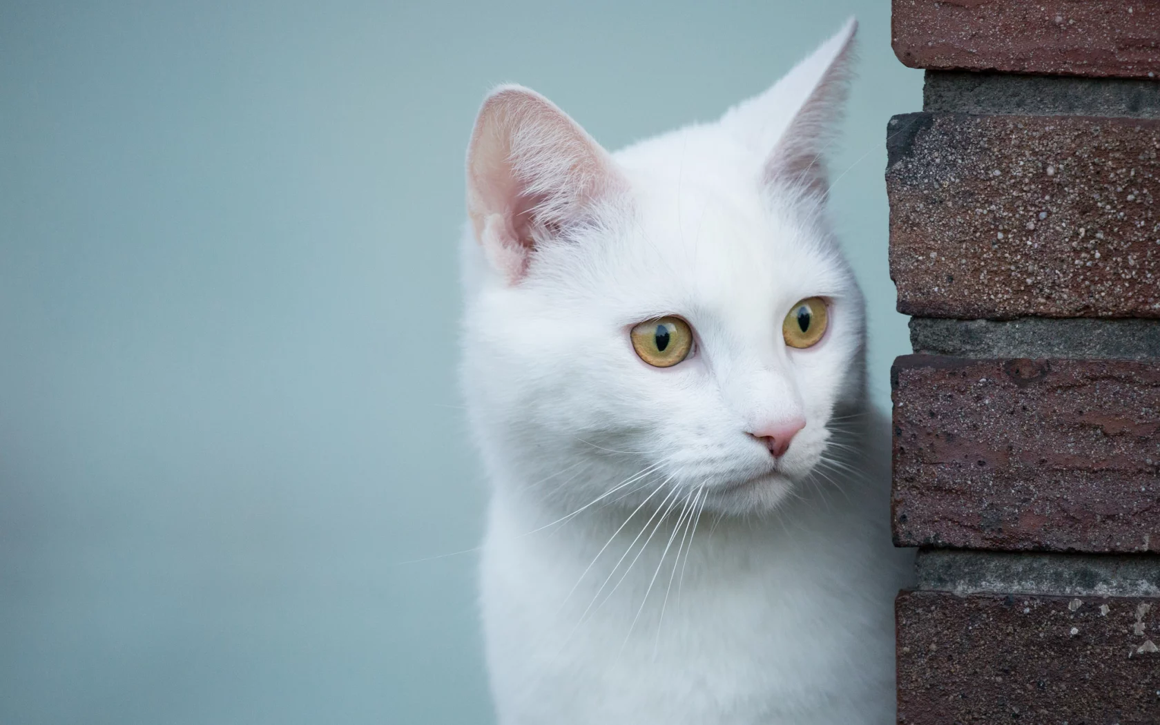кошка, животные, взгляд