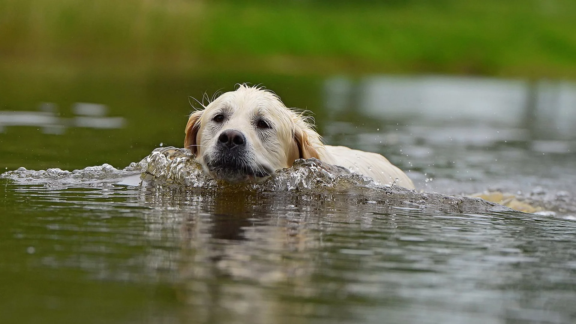 собака, вода