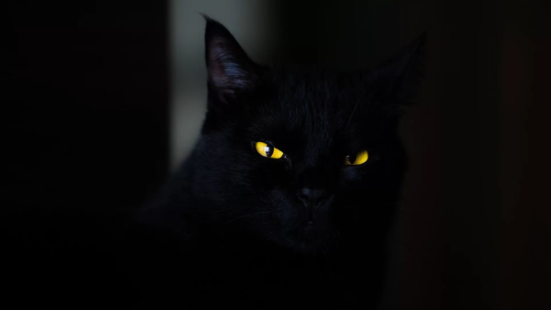 кот чёрный, взгляд, глаза