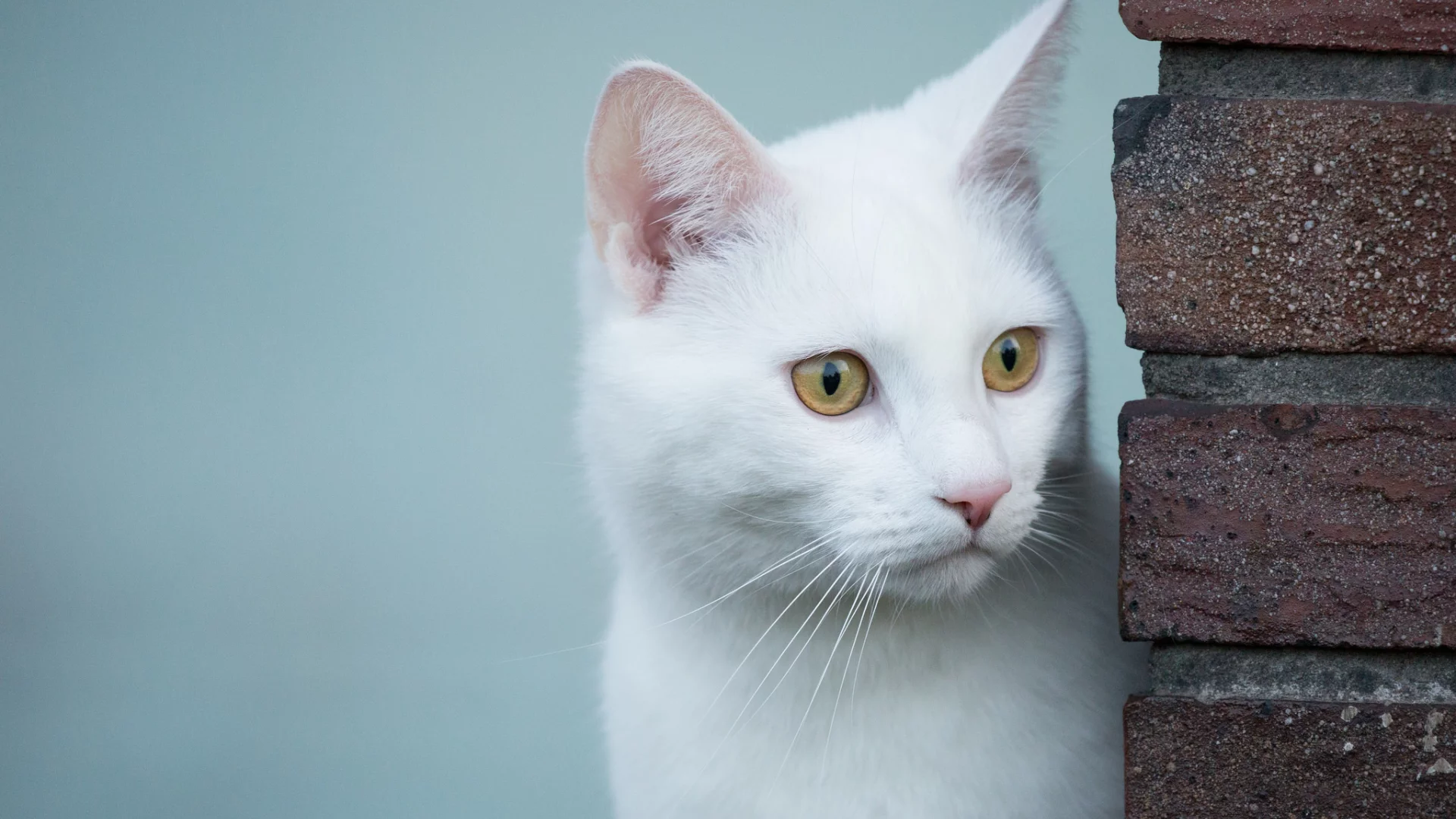 кошка, животные, взгляд