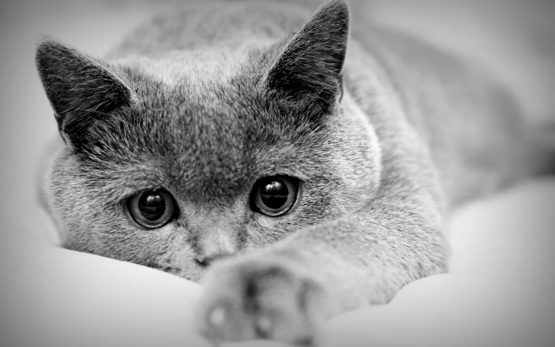 кот, взгляд
