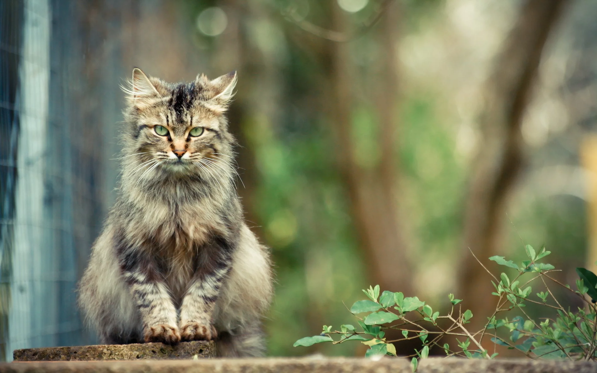 кот, взгляд, животное
