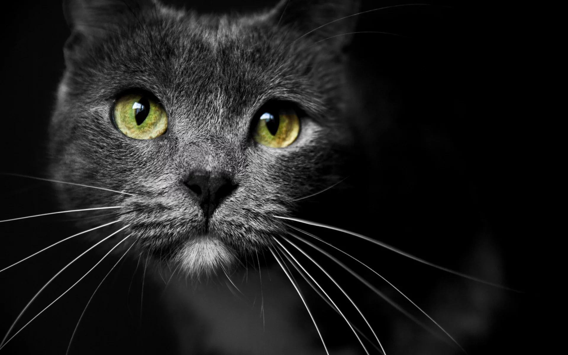 кот, взгляд, животное