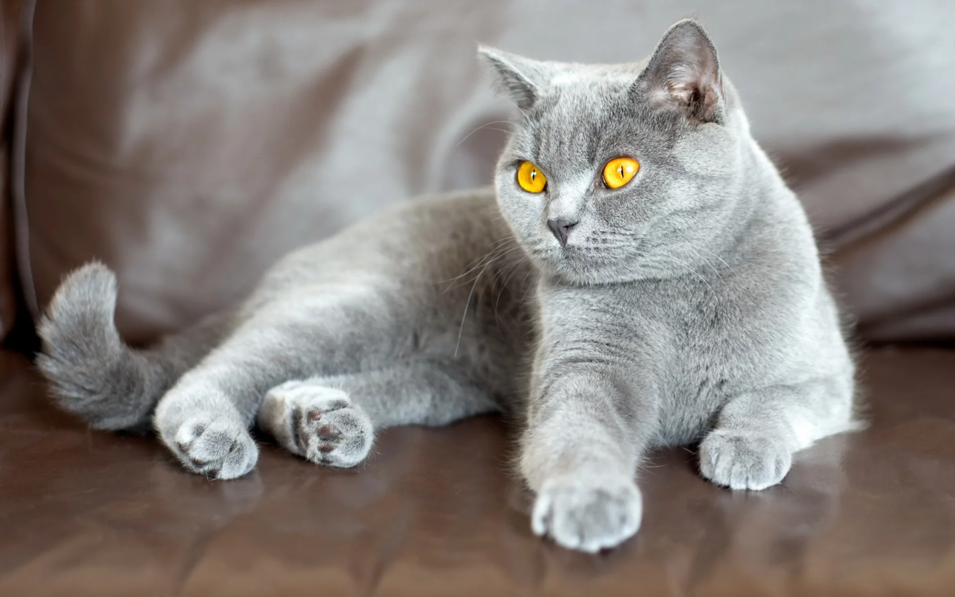 кот британец, взгляд