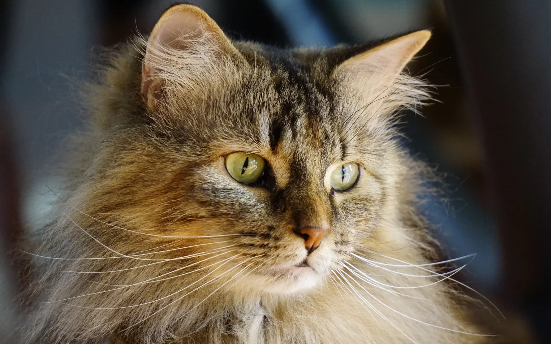 кошка, кот, коте