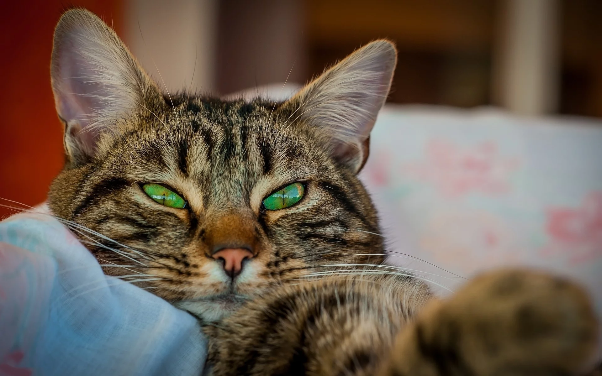 кот, взгляд, усы