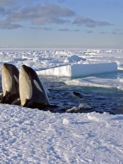 лёд, снег, вода