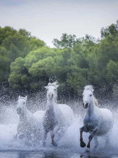 лошади, кони, фон, белые лошади