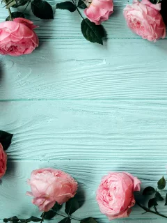 розы, бутоны