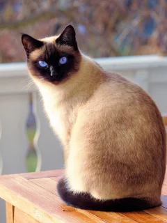 кошка, животные, взгляд