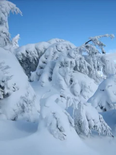 зима, снег, деревья