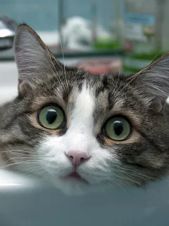 кот, взгляд, лежит в раковине