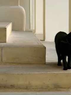кошка, животные, взгляд, уши