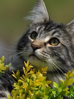 кошка, взгляд, животное