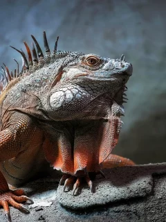 игуана, животное