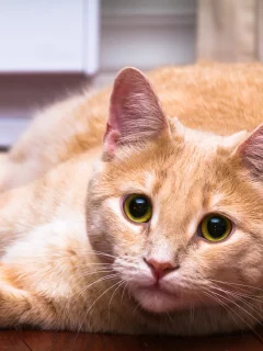 кошка, животные, взгляд