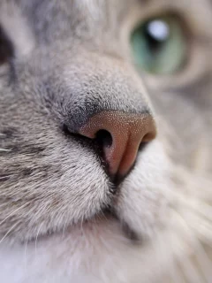 кошка, животные, взгляд