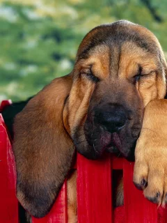 собака, животное, уши