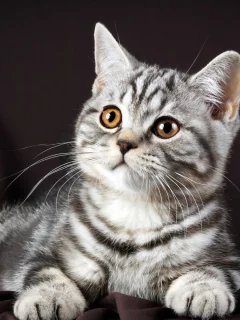 кот, взгляд