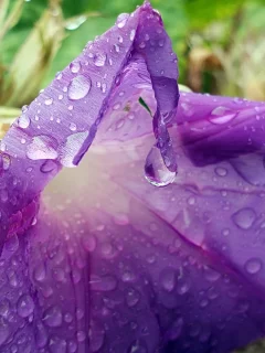 вьюнок, капли воды