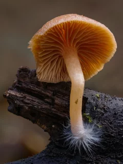 макро, гриб, грибы