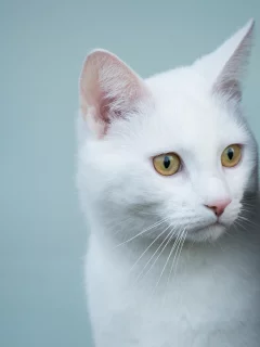 кошка, животные, взгляд