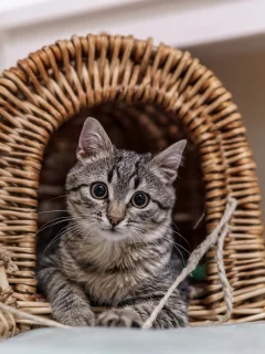 кот, взгляд, усы