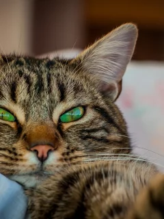 кот, взгляд, усы