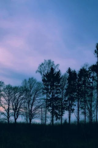 деревья, осень, небо