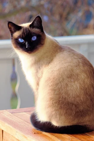 кошка, животные, взгляд