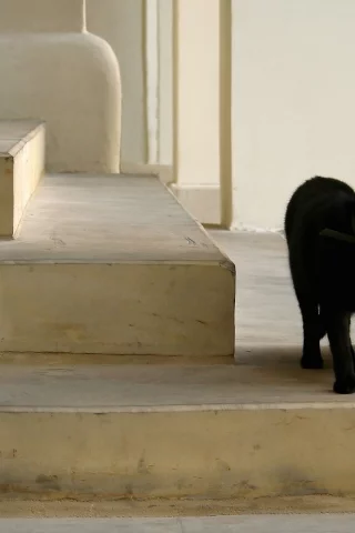 кошка, животные, взгляд, уши