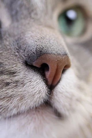 кошка, животные, взгляд