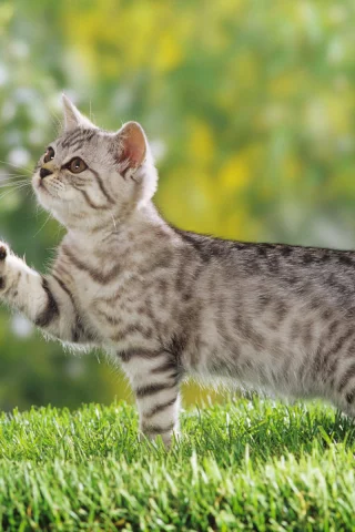 кошка, гуляет на природе