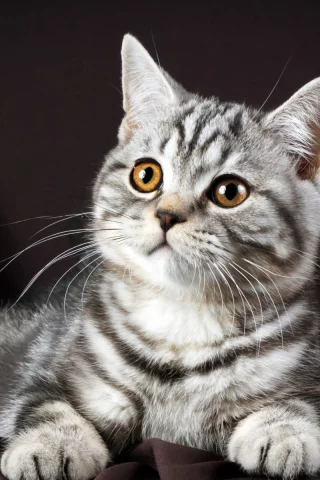 кот, взгляд