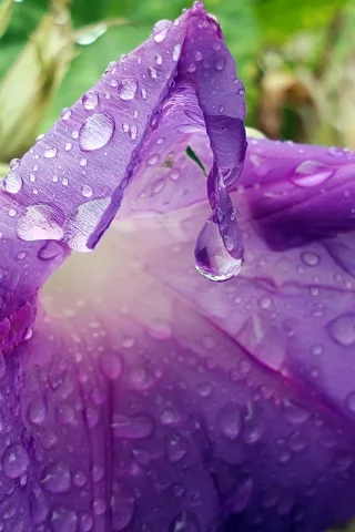 вьюнок, капли воды