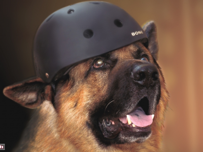 собака, шлем